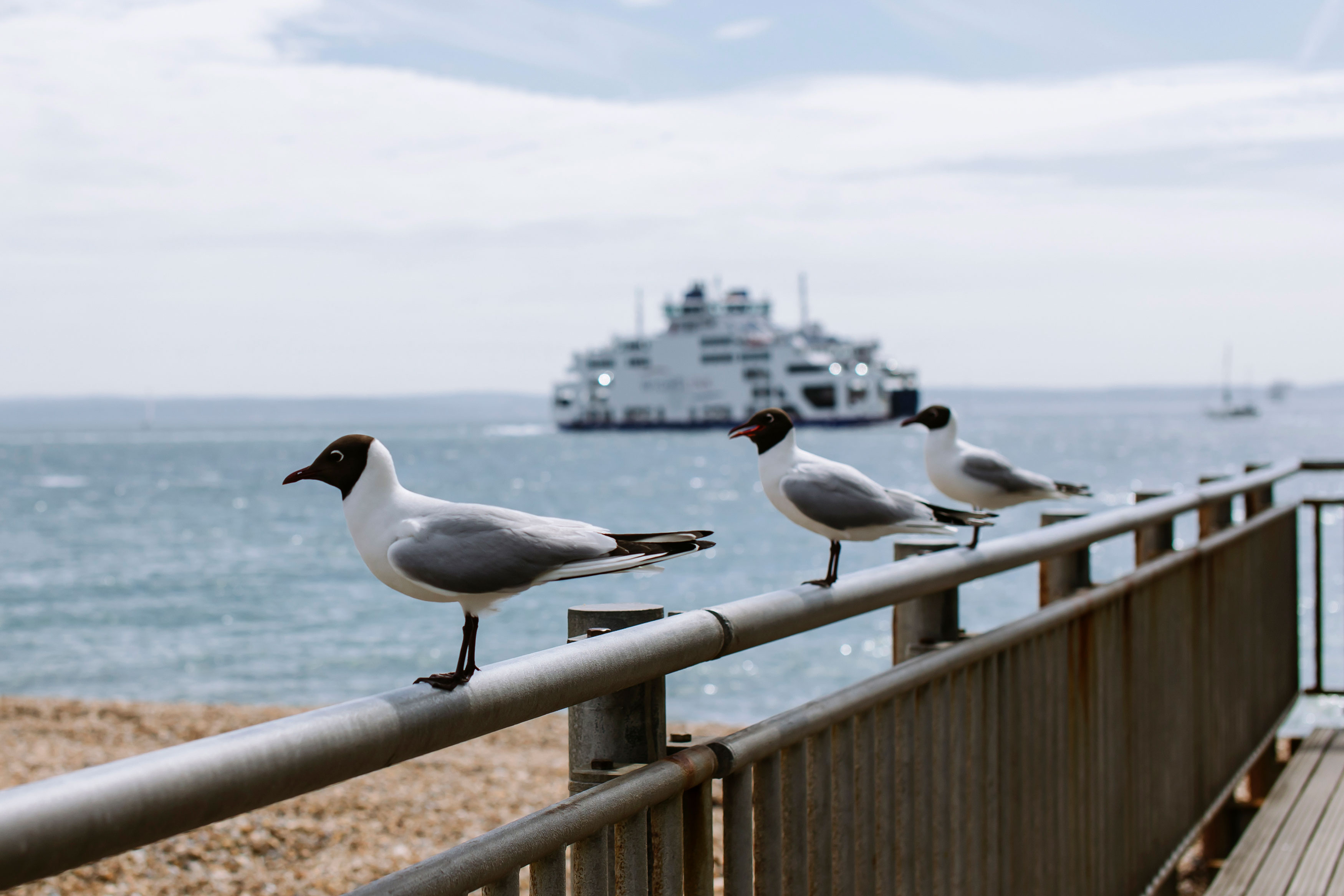 Bilde av fugler ved sjøen i Portsmouth. Foto.