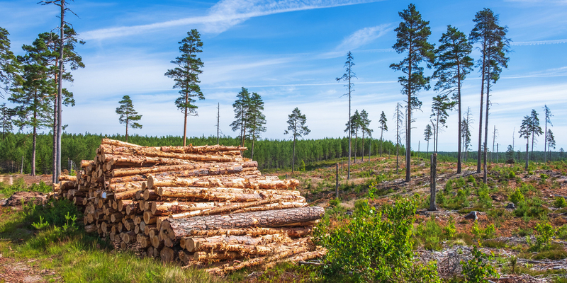 Tømmer i skogen