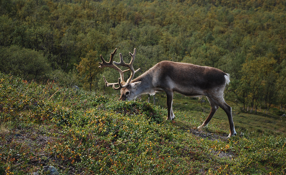 Reindeer eating in its natural habitat