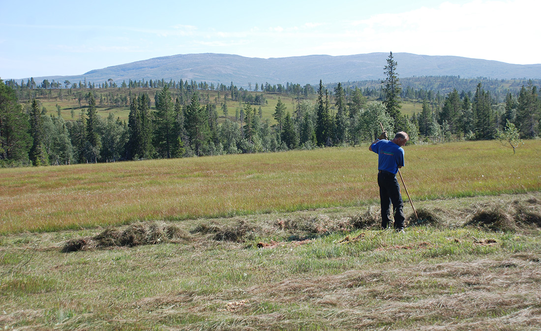 Man raking hay on field.