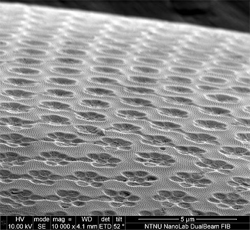 Overflaten av det ytterste skallet til et diatom, som er en type alge. Foto.