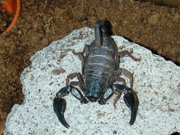 Black Scorpion II - Wikipedia